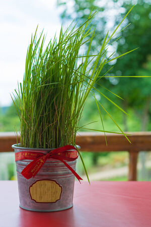 Potted grass ribbons, Christmas gift の写真素材