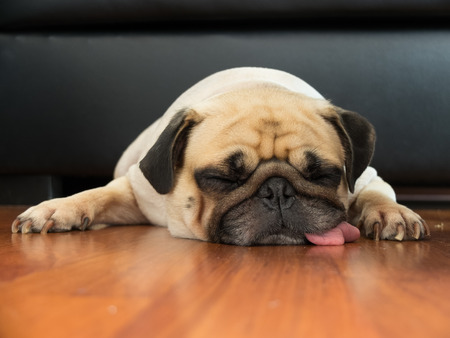 Close-up face of Cute pug puppy dog sleeping by chin and tongue lay down on laminate floor