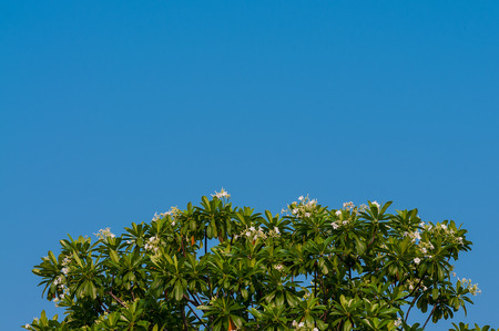 Background of Plumeria (frangipani) tree texture with blue skyの写真素材