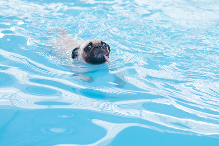 a cute dog Pug swim at a local public pool , floatの写真素材