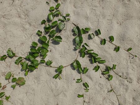 Detail of sand background texture and dry plant seaweedの写真素材