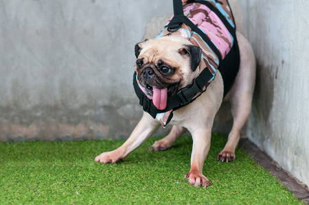 Close-up wet cute dog Pug puppy fear to play water at corner ( be at bay )の写真素材