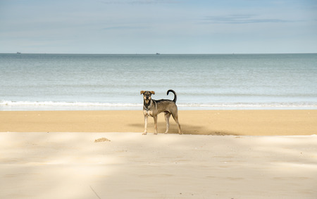 Hunt dog on the beach looking to cameraの写真素材