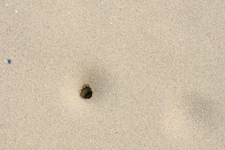 Crab holesの写真素材