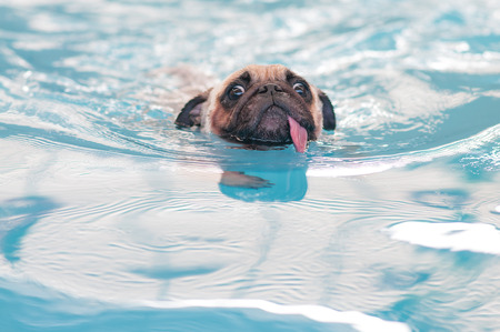 a cute dog Pug swim at a local public poolの写真素材