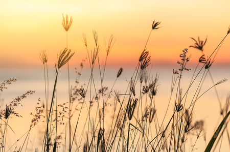 summer backgroundの写真素材