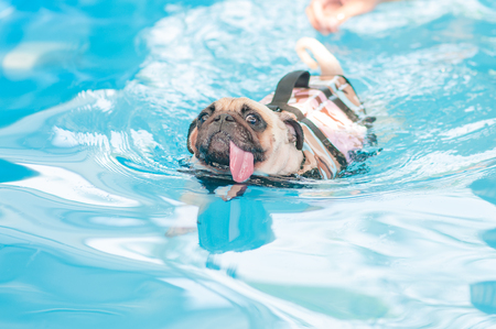a cute dog Pug swim at a local public pool with life vestの写真素材