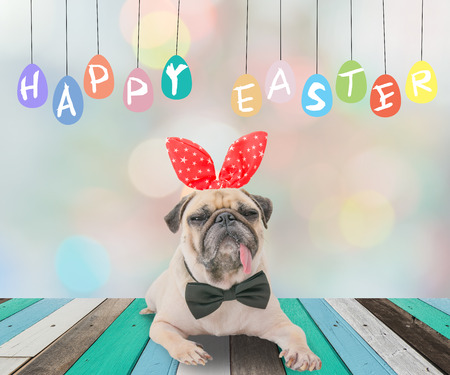 Happy Easter day 's post card with cute dog pug wearing rabbit bunny ears sitting next to a pastel colorful of eggs.の写真素材