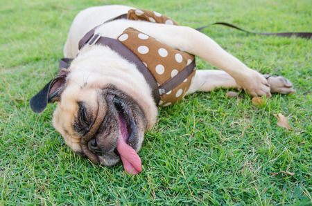 Close-up face of cute pug puppy dog tired sleeping rest by face and tongue lay down on fieldの写真素材