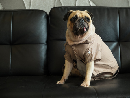 Cute lonely dog puppy pug sad and sit on black sofa wait someone.の写真素材