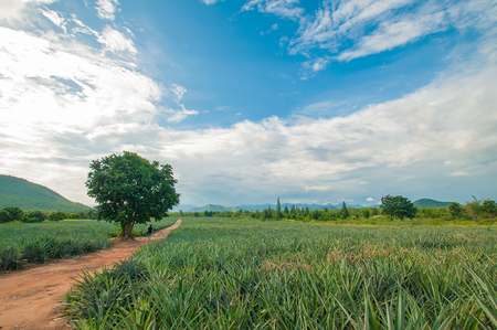 Pineapple farm , fruits field with beautiful skyの写真素材