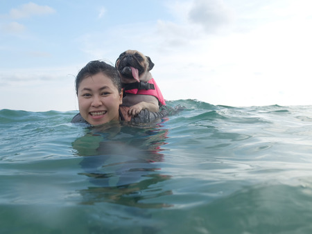 Cute dog puppy pug fear and afraid water ride on owner people woman back in summer beach, Koh Kood , Thailand. (Kood Island, Trat province). Summer background. Summer concept.の写真素材