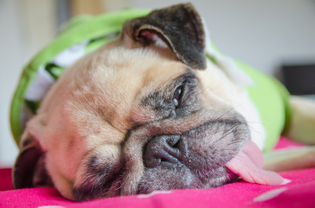 Close up face of Cute pug puppy dog sleeping rest on bed with snot , gum in the eye and tongue outの写真素材