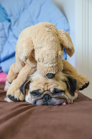 Close up face of cute dog puppy pug want to sleep rest tongue out and bored to play with toy dog doll.の写真素材