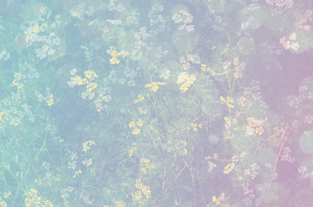 Colorful bokeh and flowers in summer background. Summer blur nature background concept.の写真素材