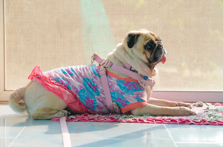 Pug dog resting with tongue sticking outの写真素材