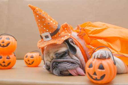Cute pug dog with costume of happy halloween day sleep rest on sofa with plastic pumpkin Jack O'Lanternの写真素材