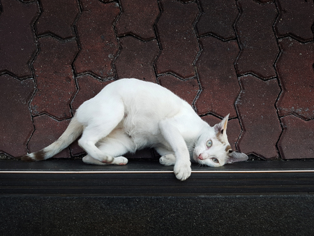 Cute white Thai cat sitting or sleep rest on the road or concrete street floor.の写真素材