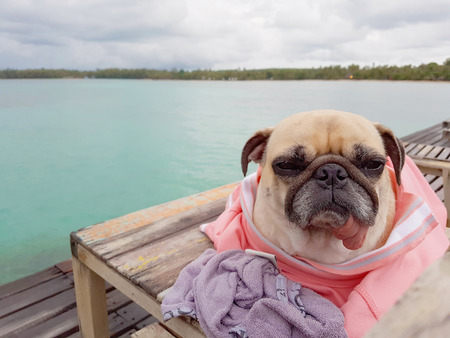 Cute funny pug dog relaxing, resting, or sleeping at the sea beach, under the cloudy day on the pier bridge wrapped with human cloth because of coldの写真素材
