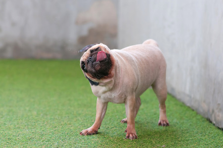 Close up cute of a pug puppy dog shaking water off his body on the ground after swim in local poolの写真素材