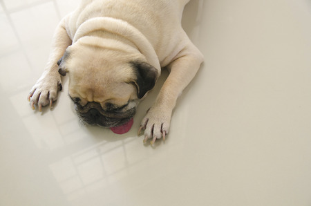 Rest of a cute puppy Pug dog lying on a floorの写真素材