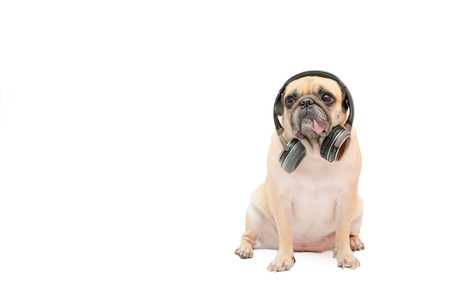 Pug dog listening to music with wireless earphone isolate on white backgroundの写真素材