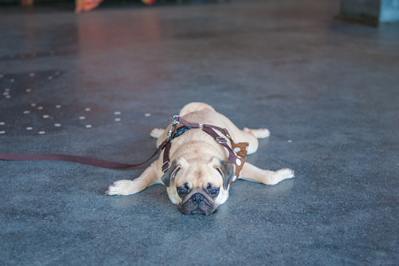 Close up face of Cute pug puppy dog sleeping by chin and tongue lay down on ground marble floorsの写真素材