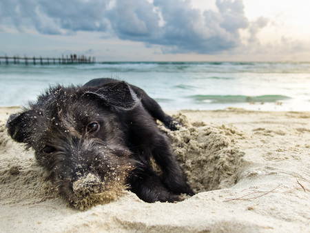 portrait mix breed of a black yorkshire terrier on the sea beach, playing by dig sand with perfect twilight skyの写真素材