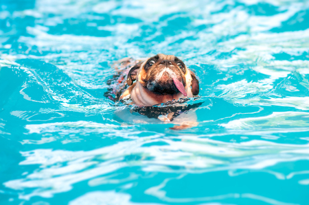 Funny a cute dog Pug swim at a local public pool with tongue out and life vestの写真素材