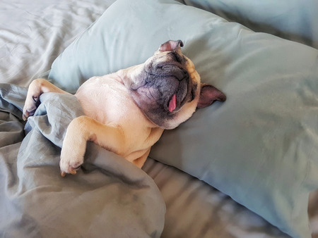 Cute pug dog sleep on pillow in bed and wrap with blanket feel happy in relax timeの写真素材
