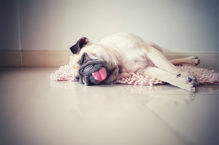 Cute pug dog sleep rest in the floor, over the mat and tongue sticking out in the lazy timeの写真素材