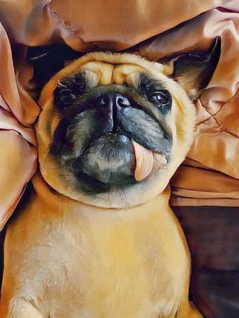 Cute pug dog puppy sleep rest on the bed with tongue sticking out.の写真素材