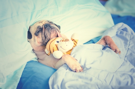 Cute Puppy Pug Dog Sleeping Rest in Bed Wrap with Blanket with Favorite Toy and Tongue Sticking Out.の写真素材