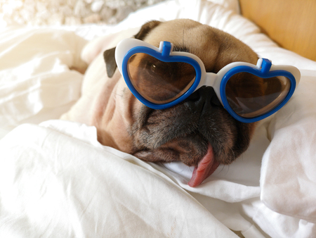 Cute pug dog wearing sun glasses and tongue sticking out sleep rest on the bed wrap with blanket.の写真素材