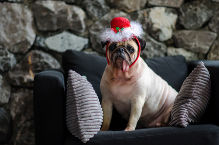 Cute pug dog lying on the black sofa with Santa Claus hatの写真素材