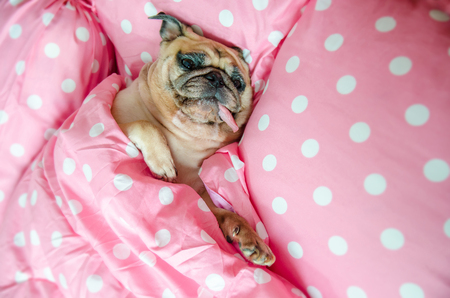 Attractive puppy pug dog sleeping rest well in bed hugging soft pink pillow. Animal resting, good night sleep concept enjoys fresh soft bedding linen and mattress in a bedroomの写真素材