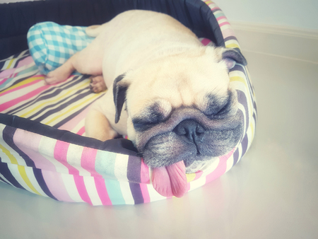 Close up face of cute funny puppy pug dog sleep rest on pillow bed with tongue sticking out in lazy time.の写真素材