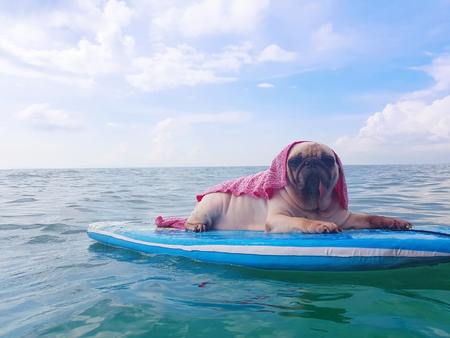 Cute pug dog surfing on surfboard resting at the ocean shore