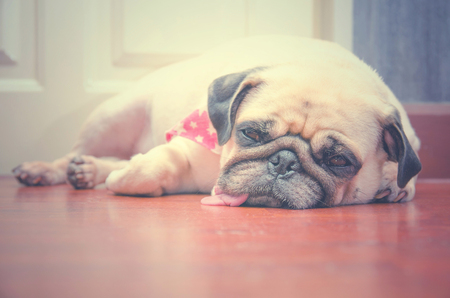 Close-up face of Cute pug fat dog sleeping rest by chin and tongue lay down on laminate floorの写真素材