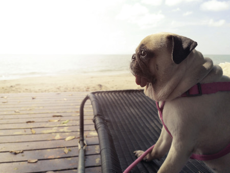 Pug pet dog relaxed looking sunset in a beachの写真素材