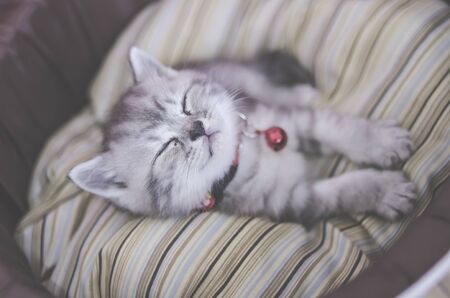little kitten lies comfortably on a fluffy blanket bed