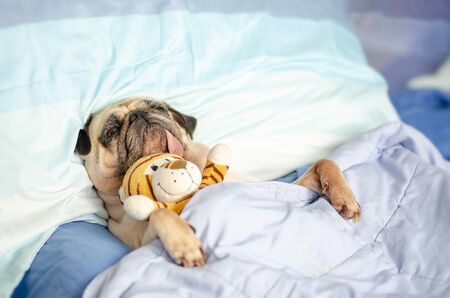 Cute Puppy Pug Dog Sleeping Rest in Bed Wrap with Blanket with Favorite Toy and Tongue Sticking Out.の写真素材