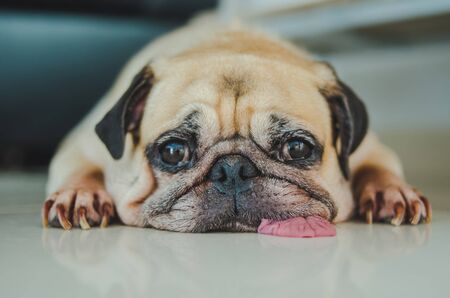 Funny Sleepy Pug Dog with gum in the eye sleep rest on floorの写真素材