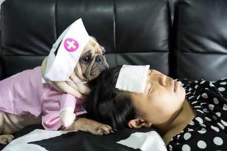 Cute pug dog with nurse costume takes care of the owner, who is sleeping sick with a cold compress on the forehead. Love and healthcare concept.の写真素材