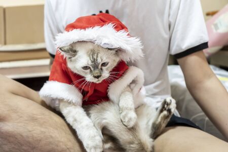 Happy man playing with cute cat wearing santa claus in festive of modern room. Hugging kitty with boring face.の写真素材
