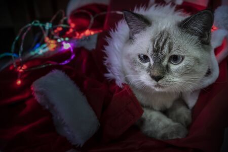 Happy New Year, Merry Christmas, puppy thai persian cat. holidays and celebration, pet in the room with Christmas light. Cat in Santa Claus costume hat. (Low light concept)の写真素材
