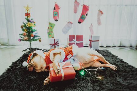 Happy New Year, Merry Christmas, holidays and celebration, Puppy pets bored sleeping rest in the room with Christmas tree. Pug dog in Santa Claus costume hat with the gift box and sock in background.の写真素材