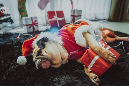 Happy New Year, Merry Christmas, holidays and celebration, Puppy pets bored sleeping rest in the room with Christmas tree. Pug dog in Santa Claus costume hat with the gift box and sock in background.の写真素材