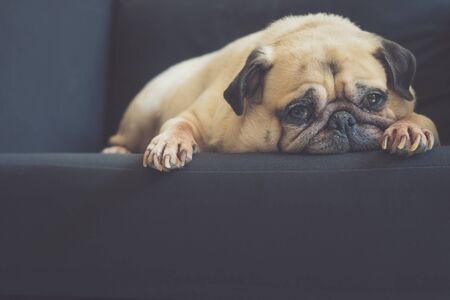 Funny Sleepy Pug Dog with gum in the eye sleep rest on black sofaの写真素材