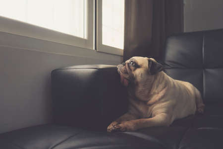 Close-up face of cute pug puppy dog on sofa looking out a window alone like forsake waiting ownerの写真素材